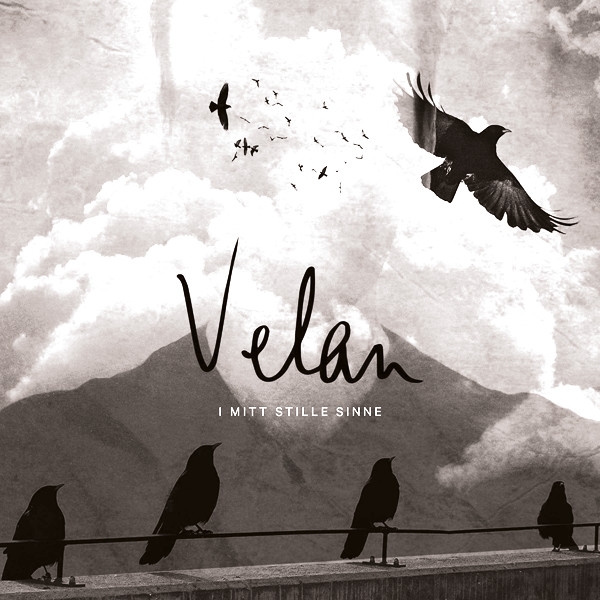 velar_coffeeberry velar_coffeeberry